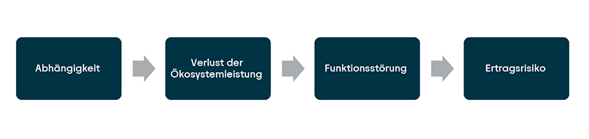Visualisierung Wirkungskette naturbezogener Risiken – eigene Darstellung