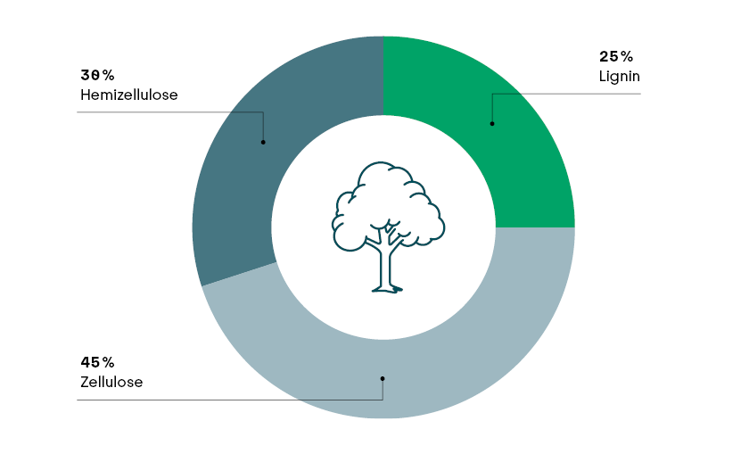 Abbildung: Bedeutung von Lignin für die Bioökonomie Ringdiagramm zeigt: Holz besteht zu 45 % aus Zellulose, 30 % Hemizellulose und 25 % Lignin.