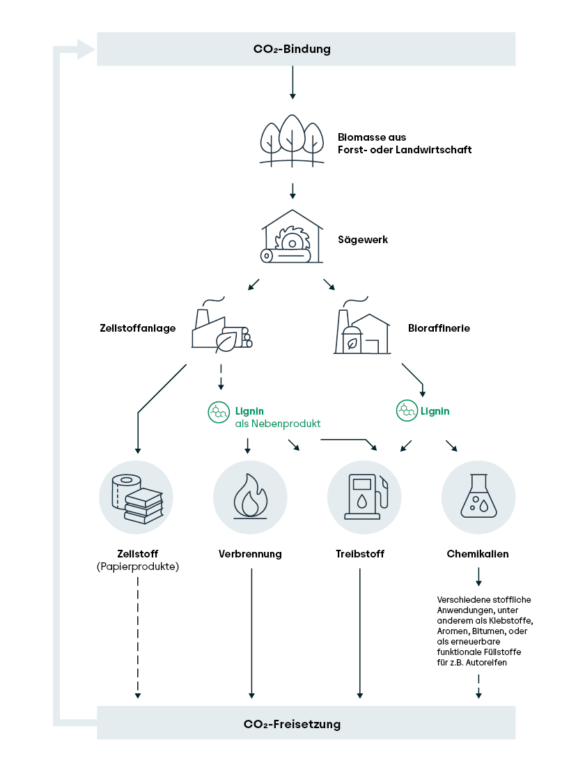 Grafische Darstellung der im vorherigen Abschnitt beschriebenen Lignin-Wertschöpfungskette.