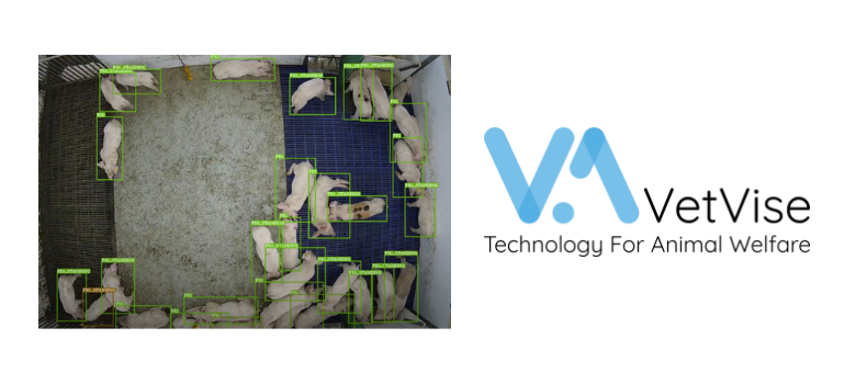Logo Vetvise und Bild von oben in einen Schweinestall mit Schweinen, welches des Technologie des Start-ups zeigt.