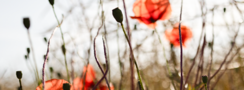Ein Feld voller blühender Mohnblumen in Nahaufnahme.
